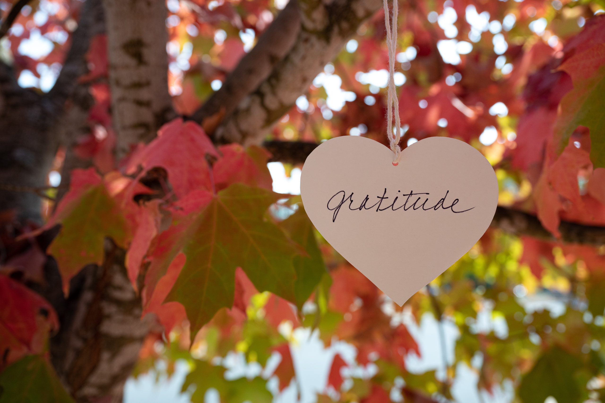 Heart that says Gratitude, hanging in a tree