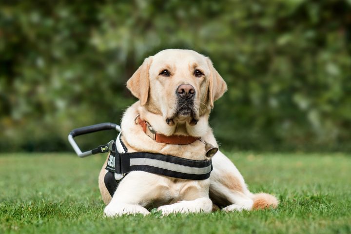 Guide dog Labrador Retriever, 2 years old, in park