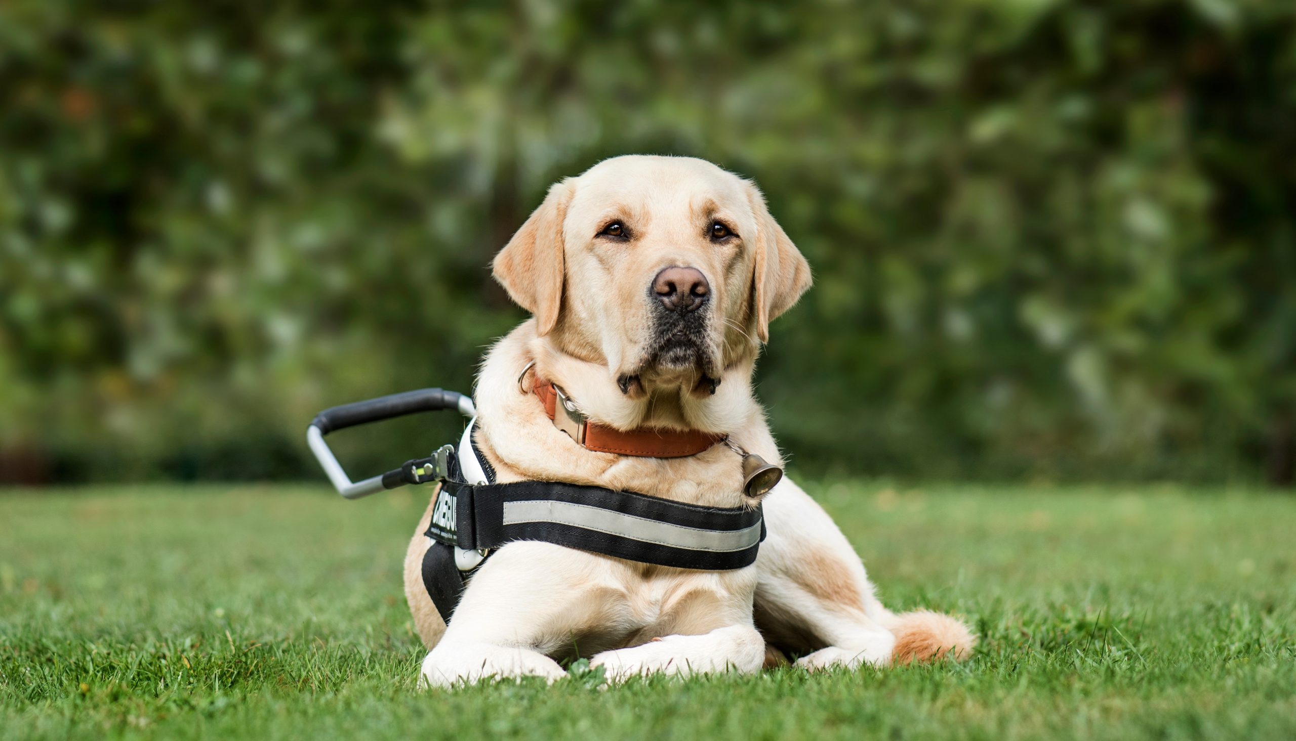 Guide dog Labrador Retriever, 2 years old, in park